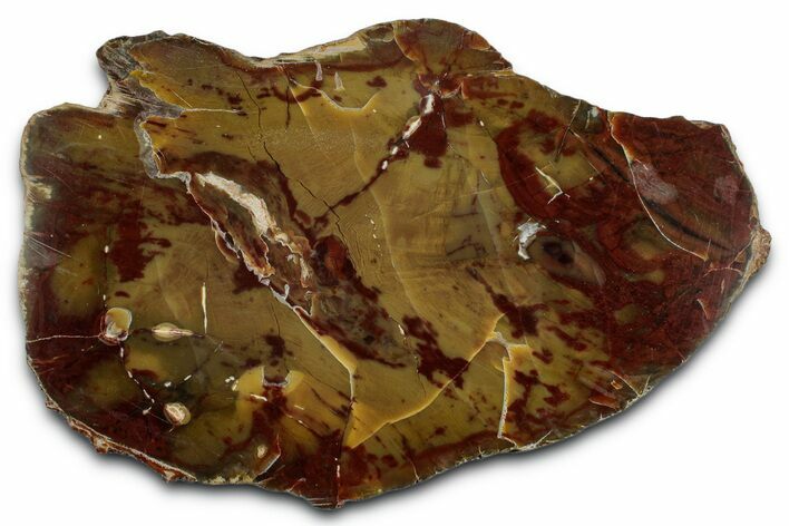 Polished Yellow Cat Jasper Replaced Petrified Wood - Utah #346220